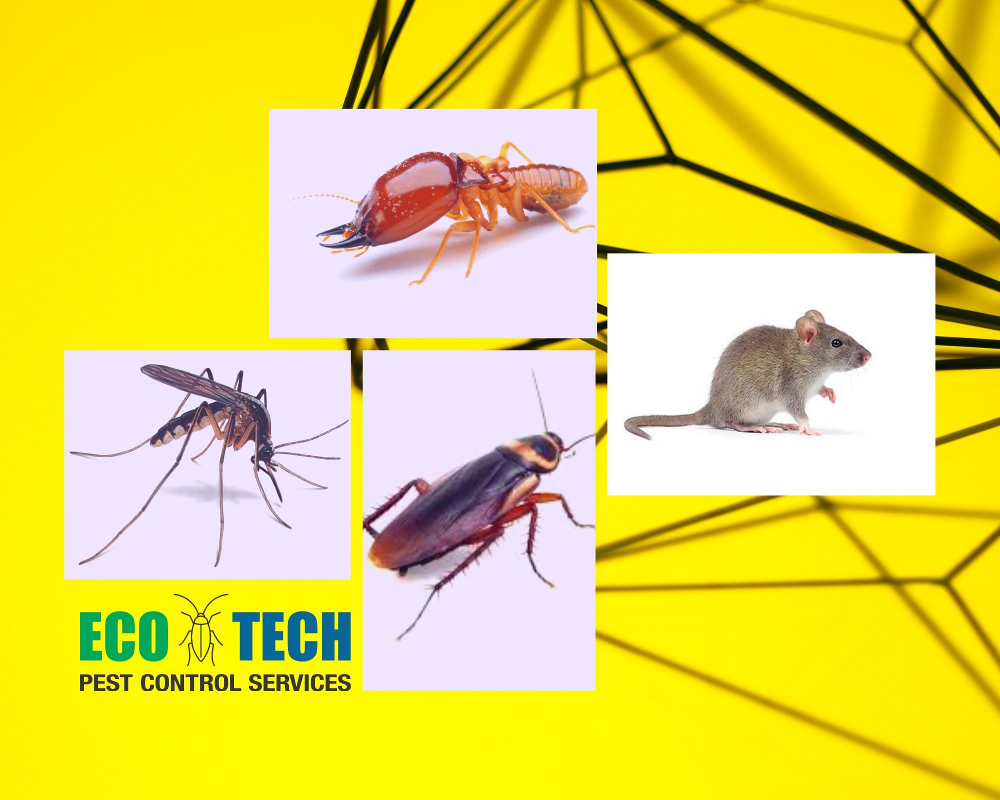Eco Tech Pest Control Services