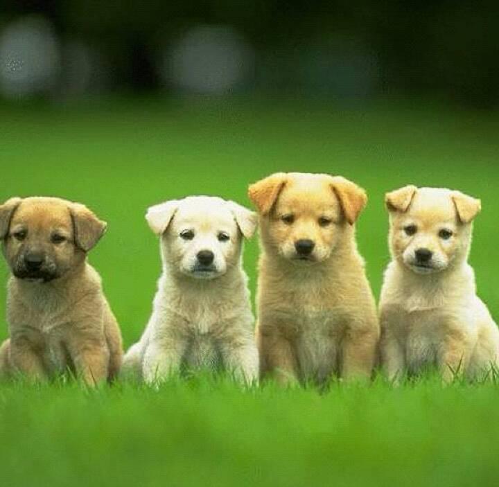 Bobain puppy for sale | Manchester