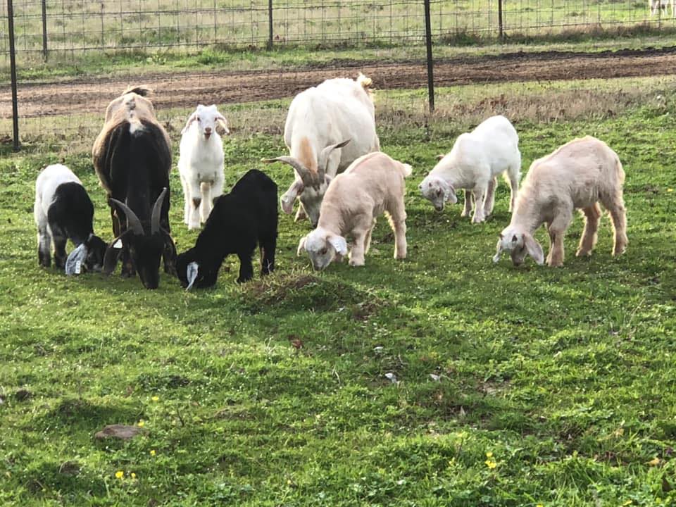 Taylor Farm Kiko Goats | Grand Saline TX