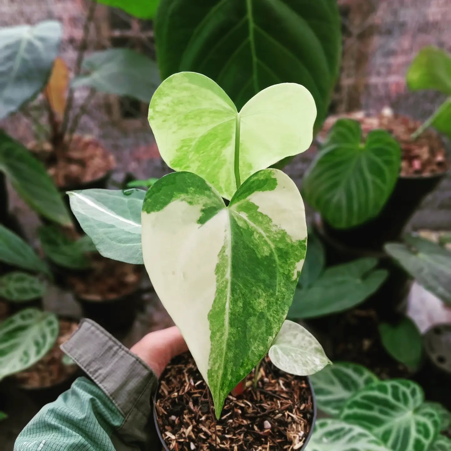 Are you looking for Variegated Anthurium Clavigerum? We have the