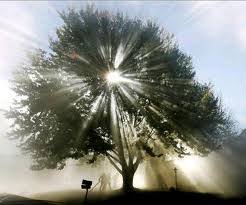 El Árbol Sabio