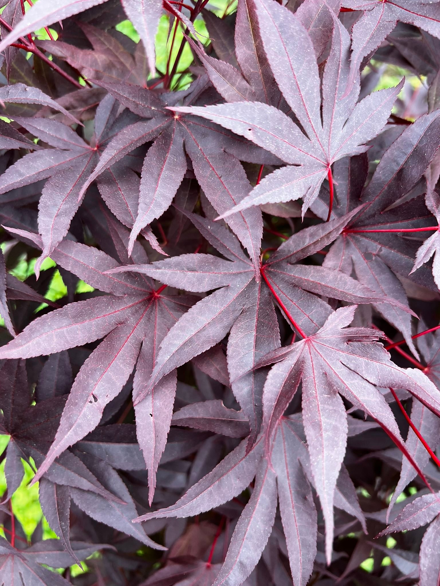 Acer palmatum 'Livy'