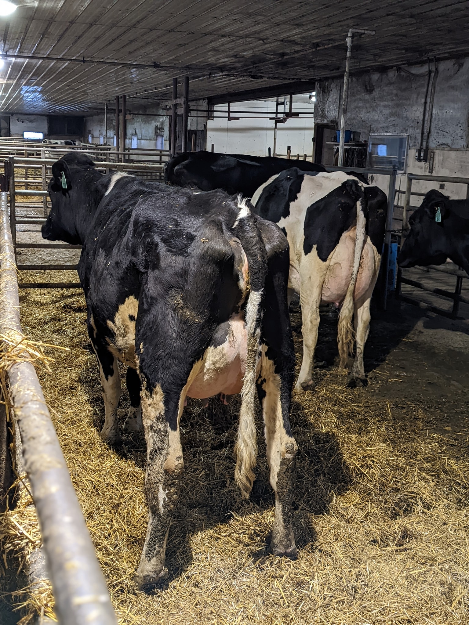 Starward Farms - Who likes rear udder shots?! 🙋🏼‍♂️ Both...