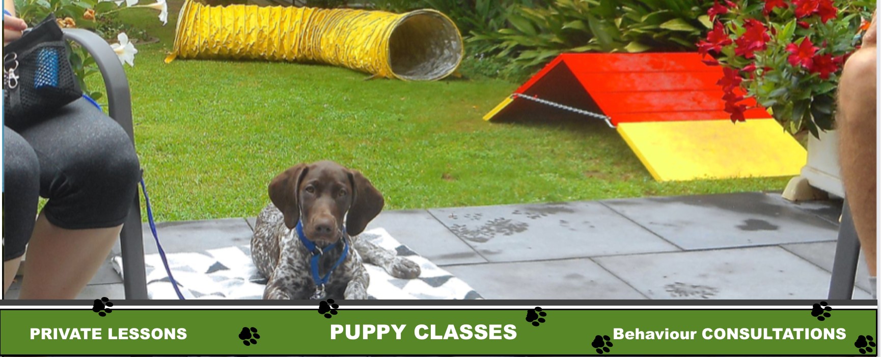 📢 Training Club Key Dates... - Hornsby Dog Training Club | Facebook