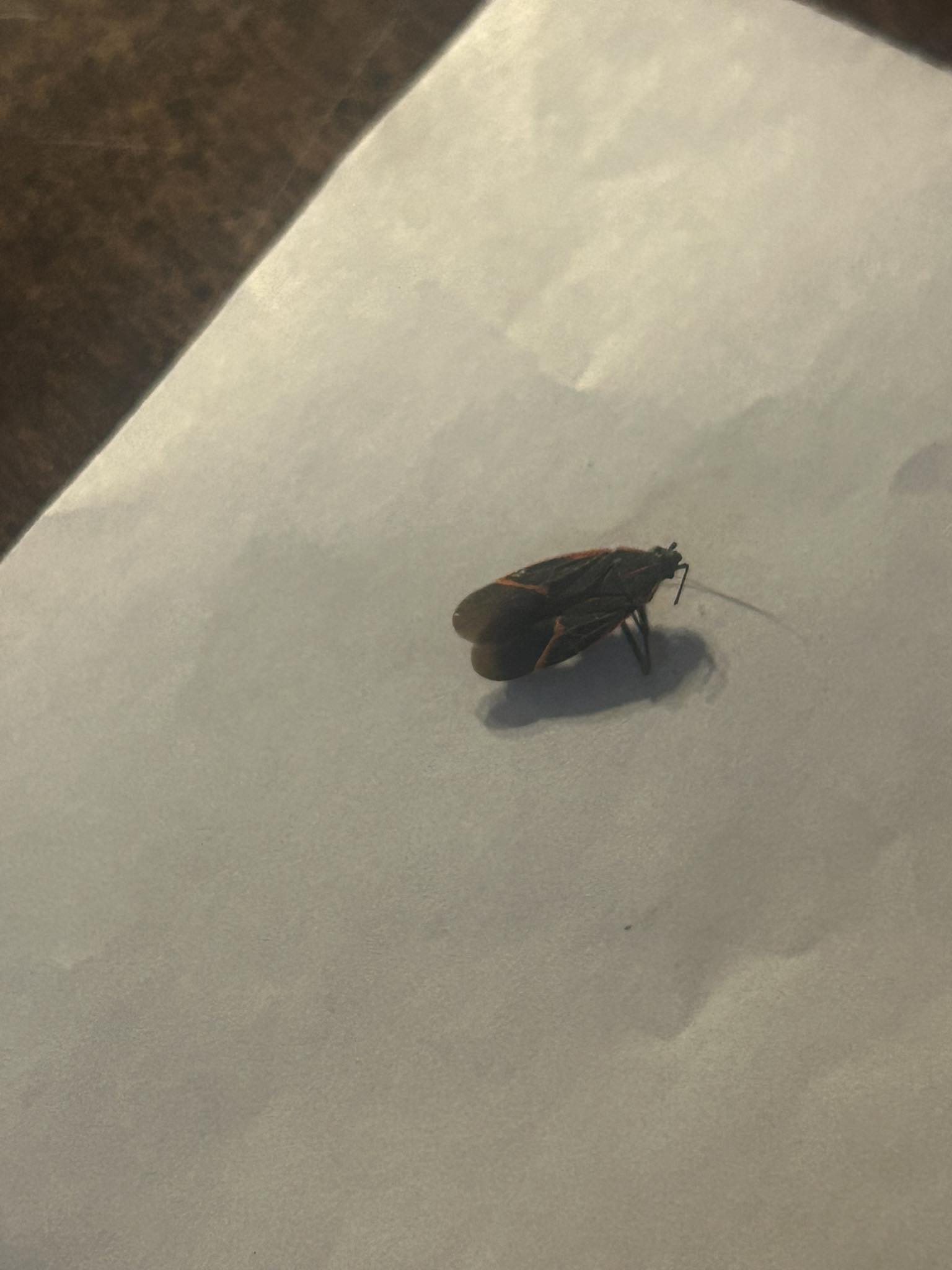 What kind of bug is this and how to get rid of it?