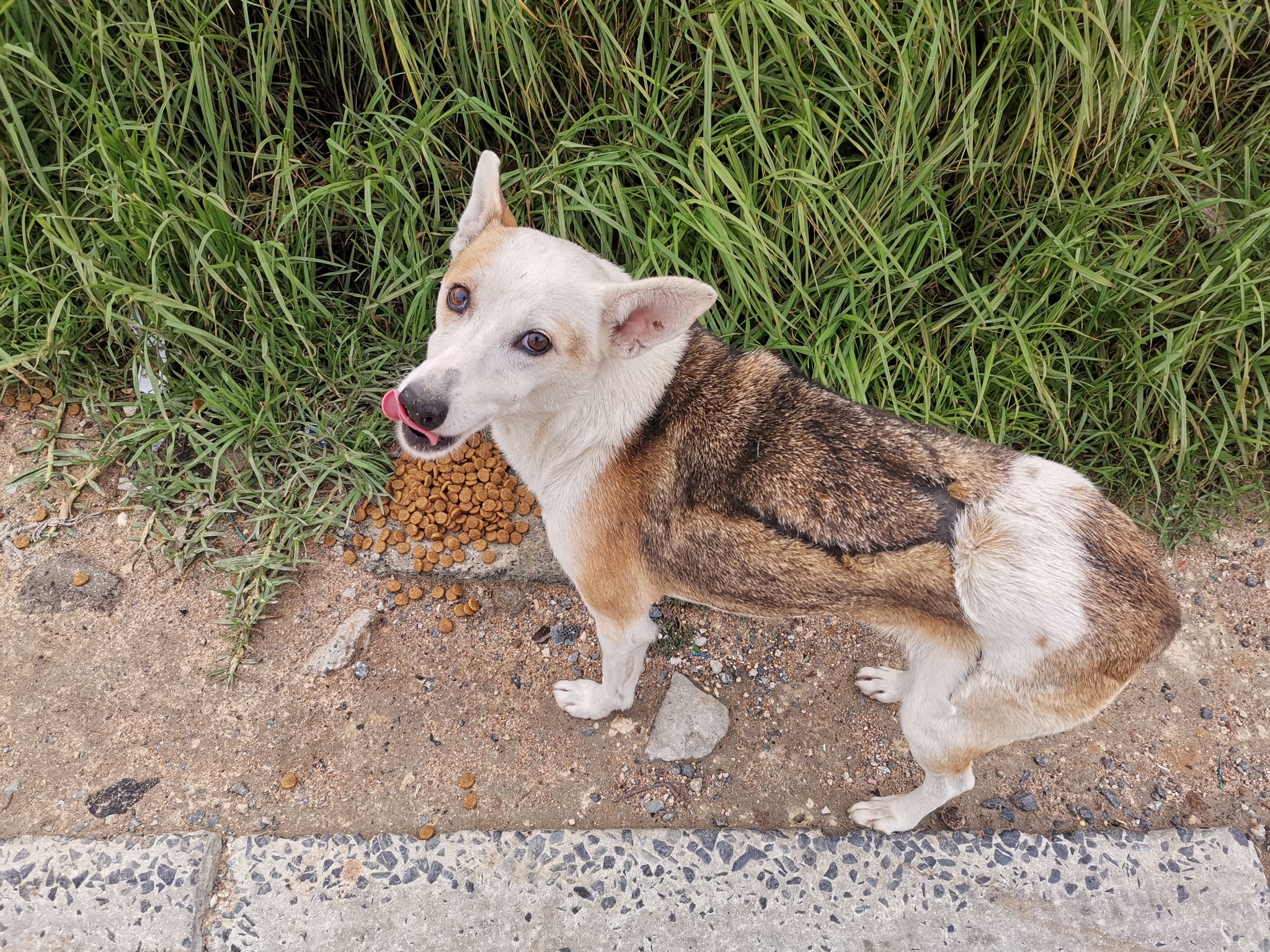 Help a Paw - Pretty Tess bears the scars of street life