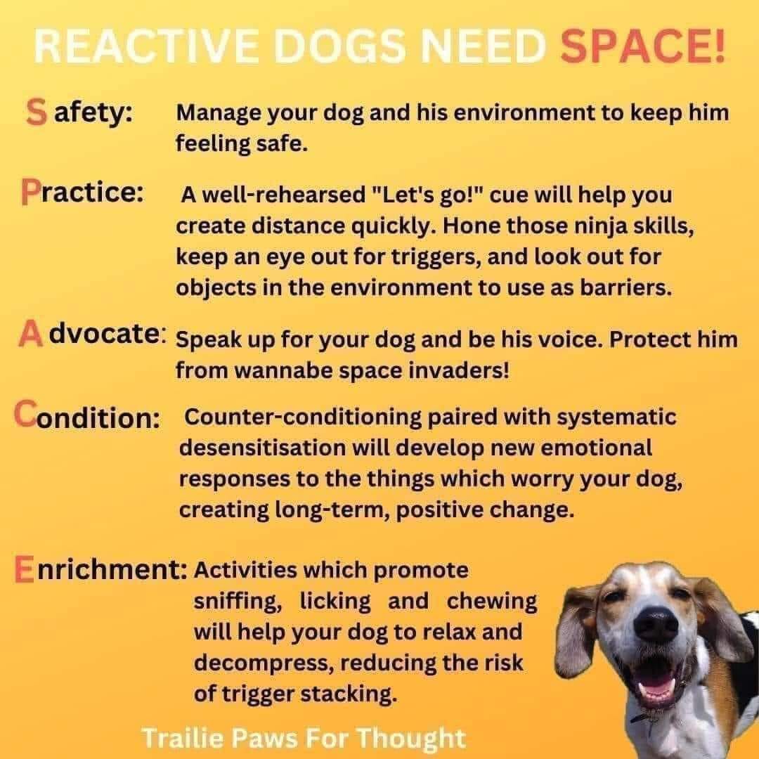 How to Help a Reactive Dog: Effective Strategies