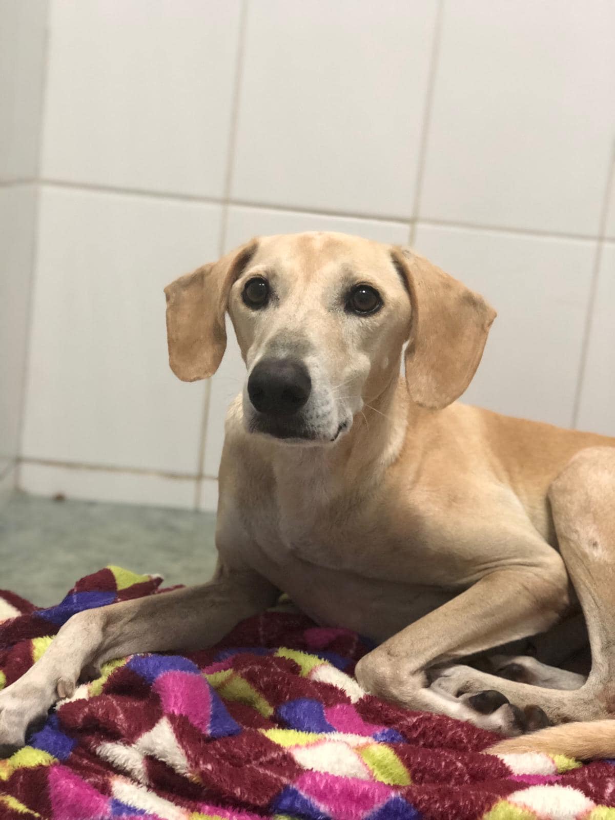Introducing you: Leo!!! How... - 2nd Chance Rescue - Qatar | Facebook