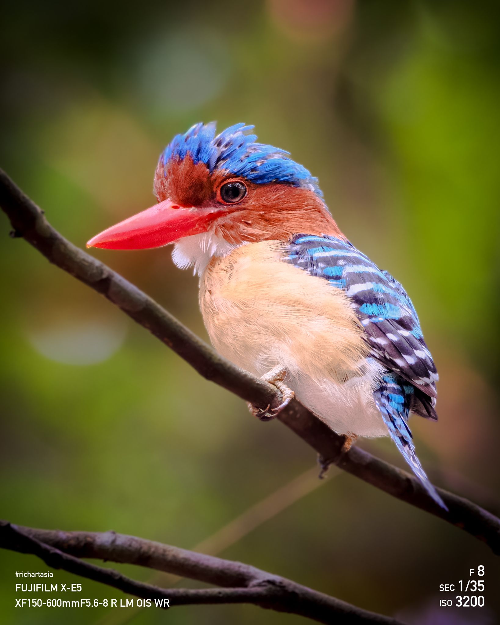 Single and available Banded Kingfisher #birdphotography