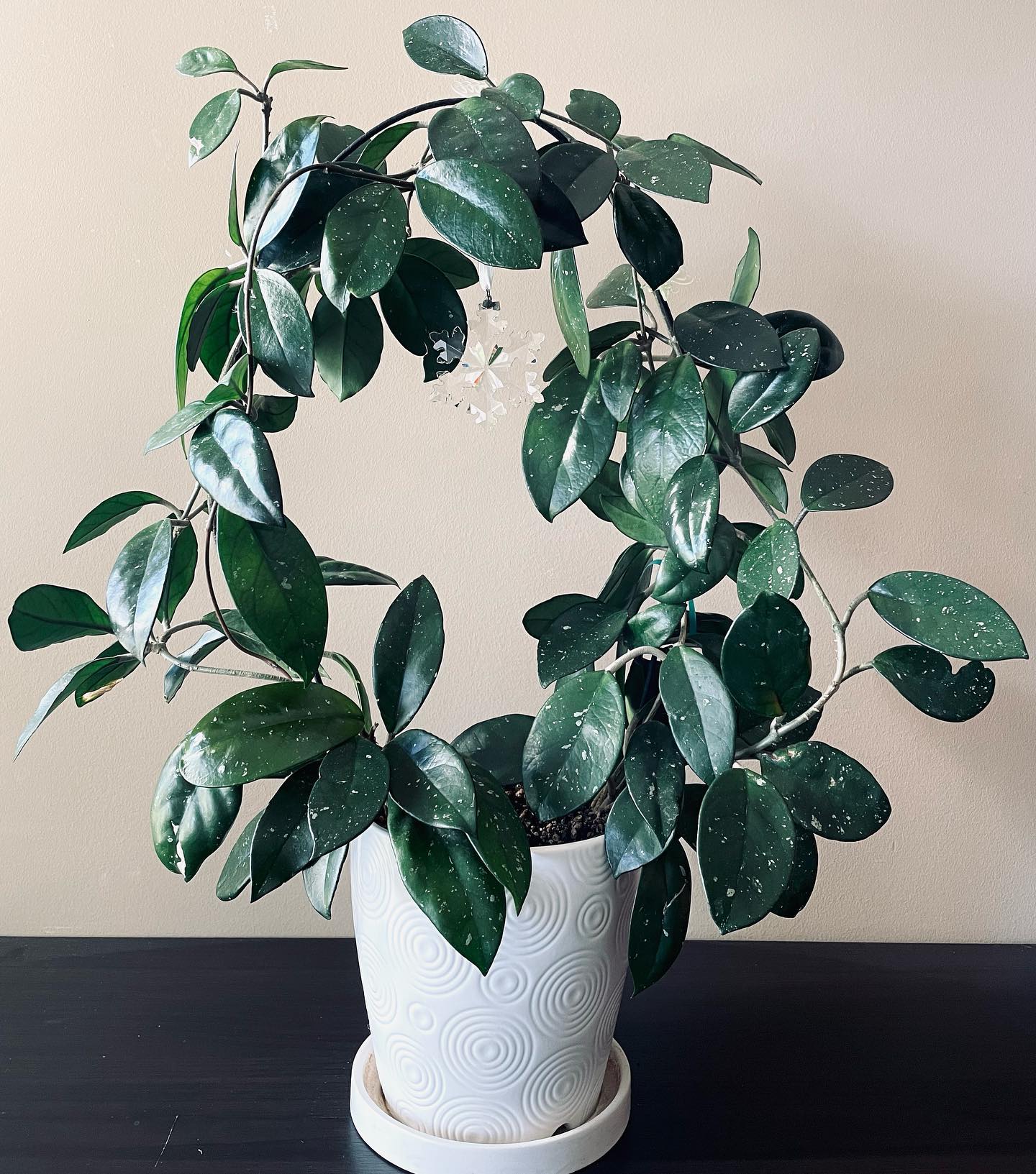 Simple Morea - Simple is the best. Hoya Carnosa grown by... | Facebook