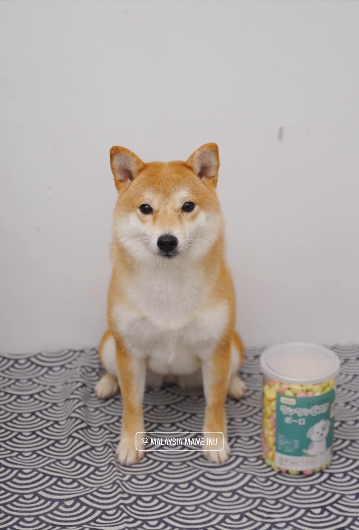 【mame-柴 】 mame-柴 】 Mame Shiba Inu Breeder in Japan | Mini Shiba Inu