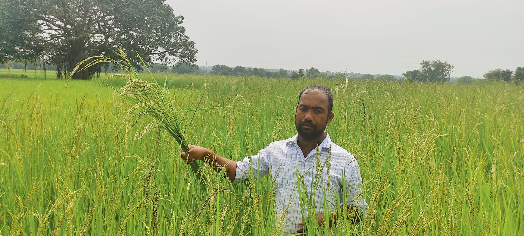 Chittimutylau (an indigenous scented rice variety) make a comeback ...