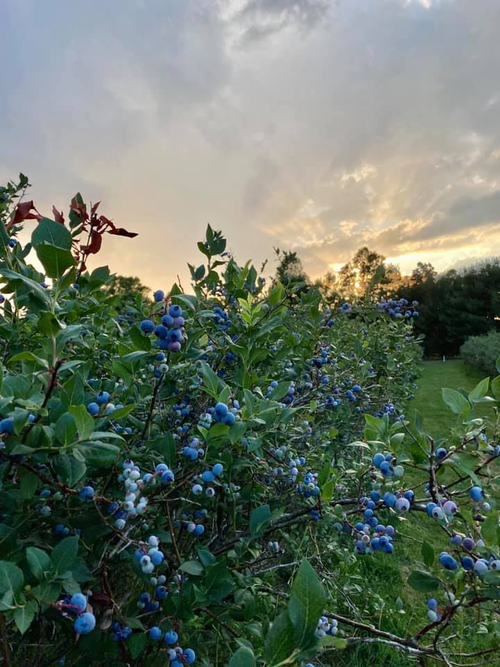Happy Monday All! Tomorrow,... - Blueberry Ridge Farm