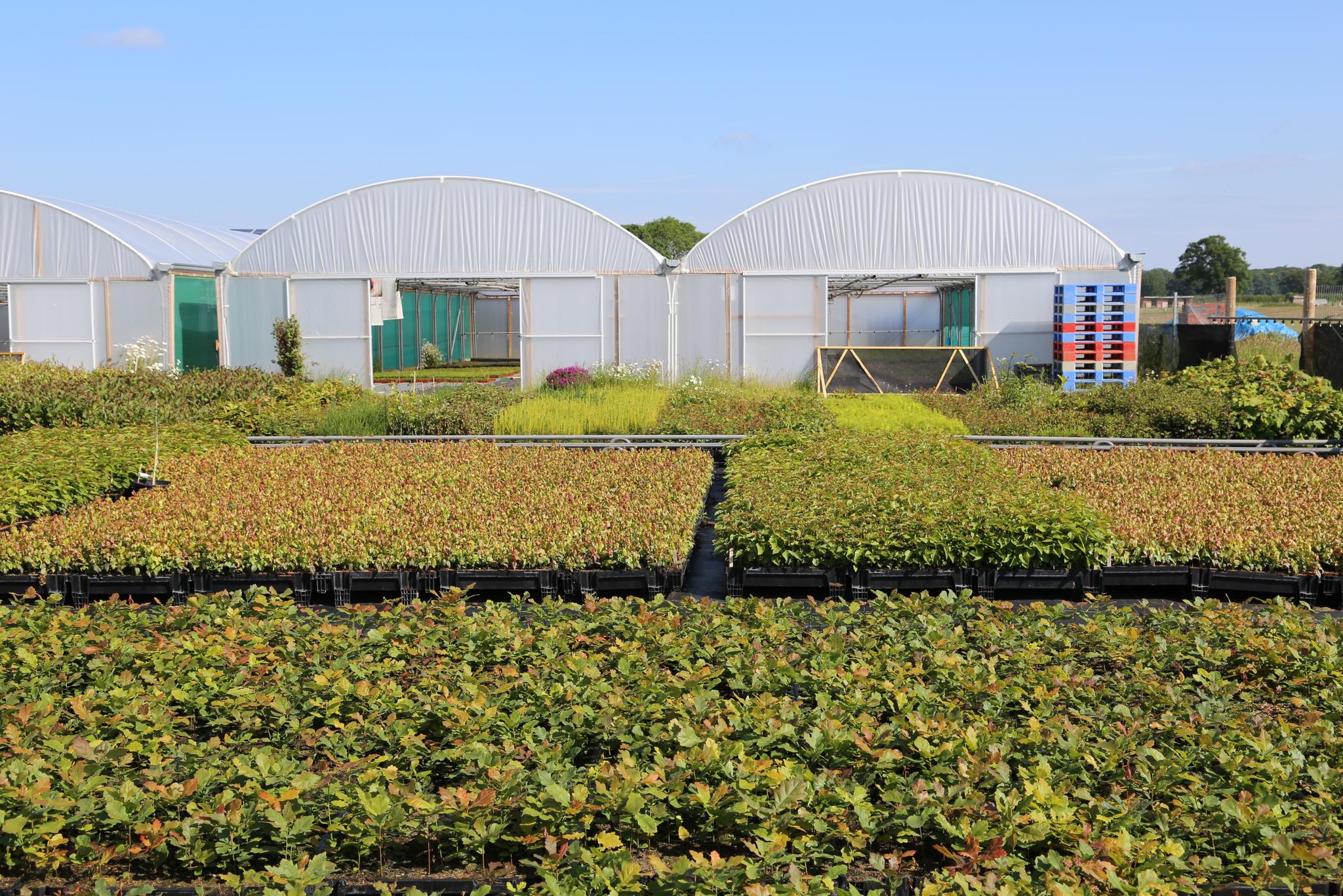 Rymer Trees Ltd | Bognor Regis