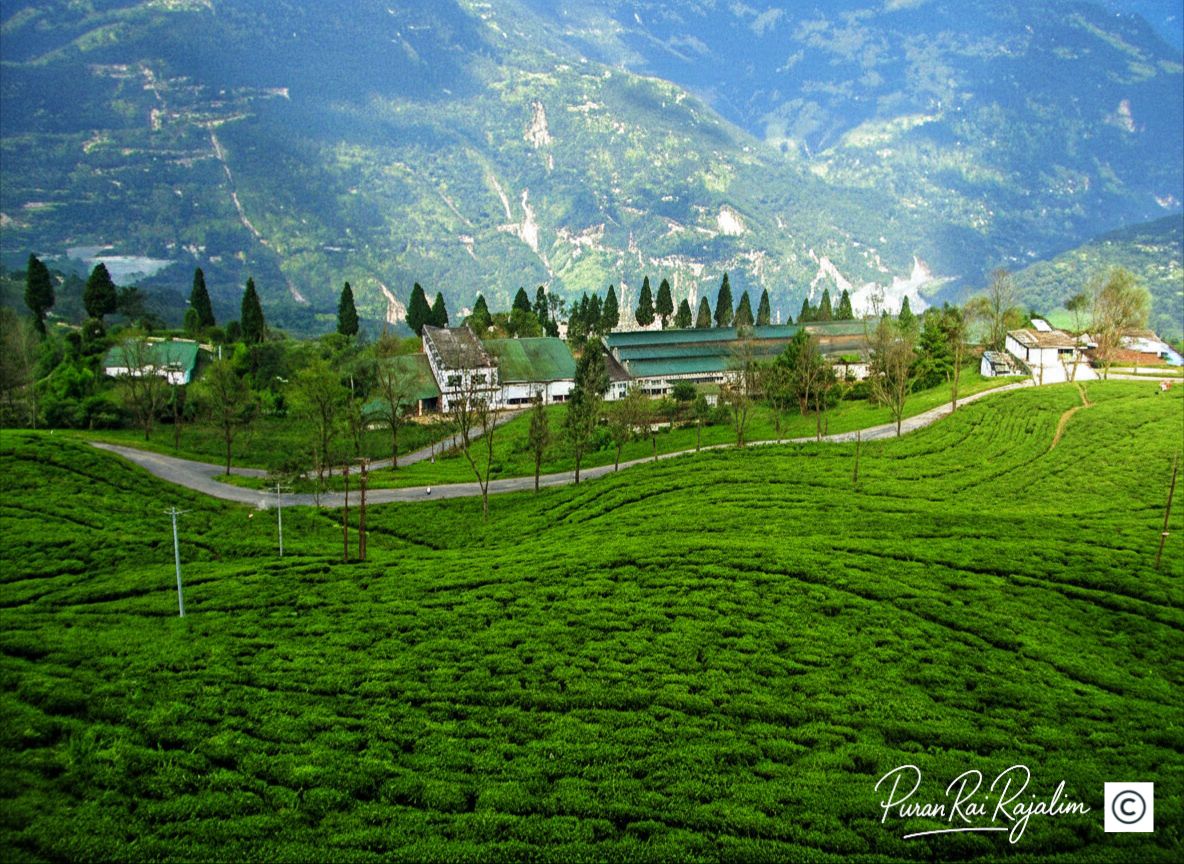 Sikkim Tourism | View of Temi tea garden factory,S.Sikkim captured on ...