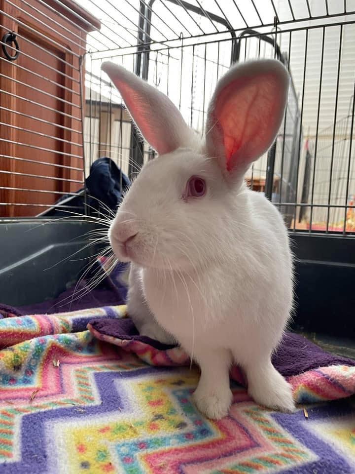 💕🌸💕 Ellie the explorer … 💕🌸💕 Oh... - Romeo's Rabbit Rescue