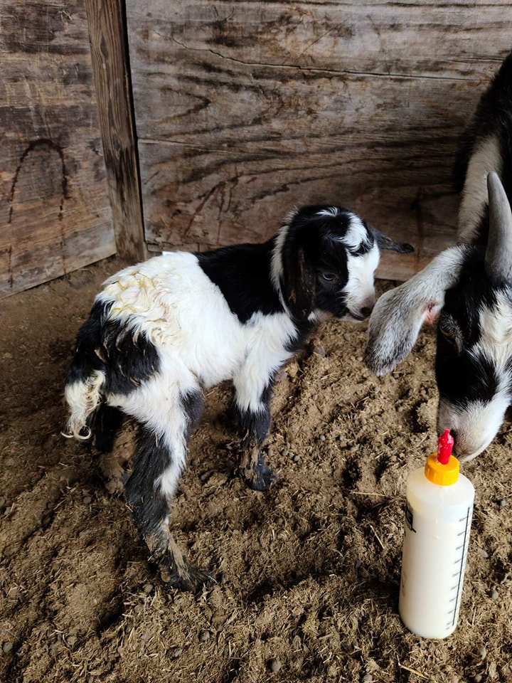 Ruby's Ranch