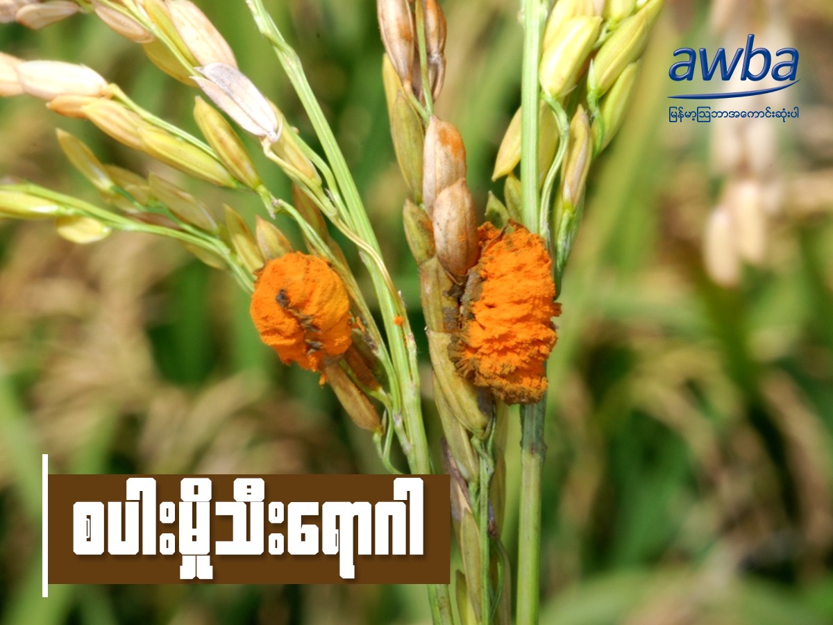 Myanma Awba - စပါးမှိုသီးရောဂါ သတိပြုကာကွယ်ပါ 🌾🌾🌾🌾🌾... | Facebook