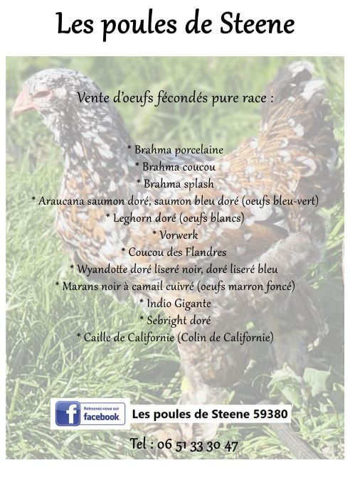 Les poules de Steene 59380 | Steene