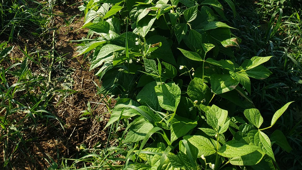 Rispoli's Produce - Ralph & Debbie Rispoli | Williamsburg PA