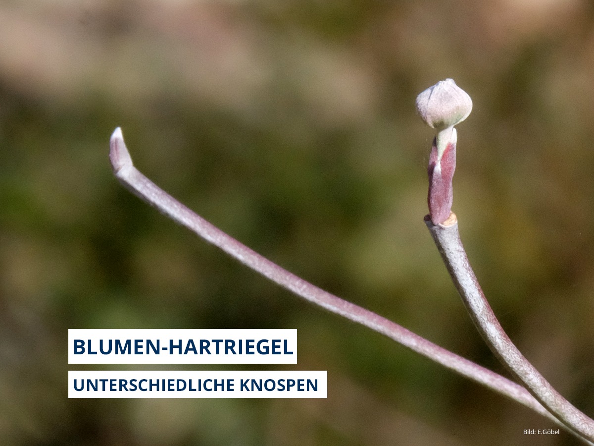 Botanischer