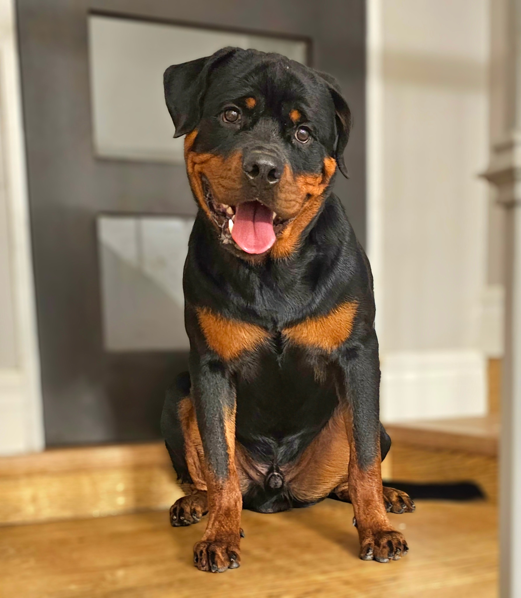 Van Het Vangaart Rottweilers | Petit Valley