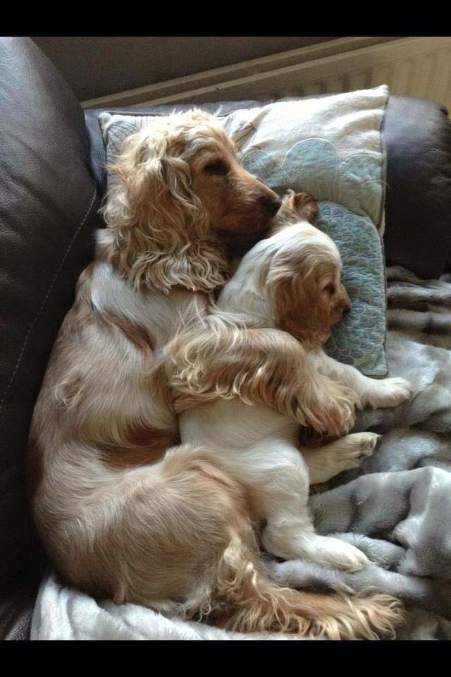 Let's not snuggle into the air... - Hughenden Dog Clipping | Facebook