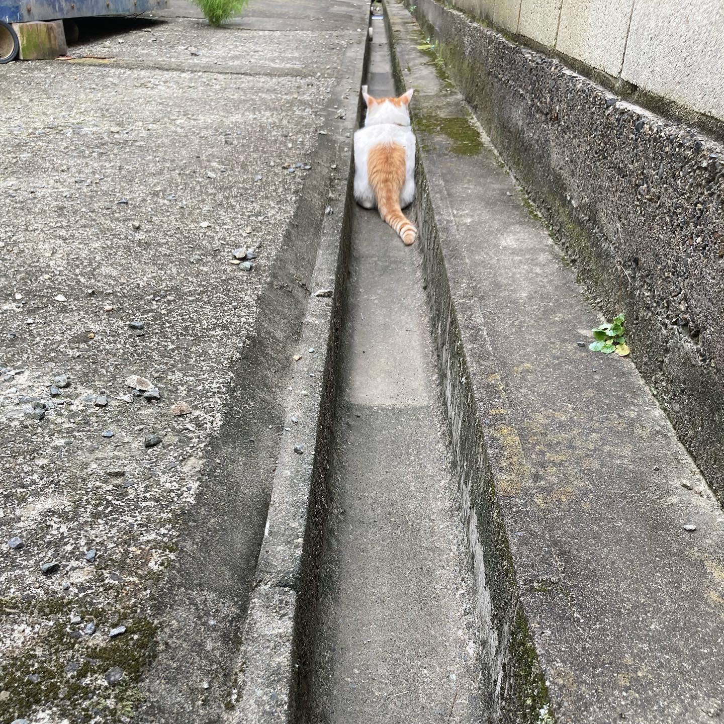 猫はまる Explore Facebook