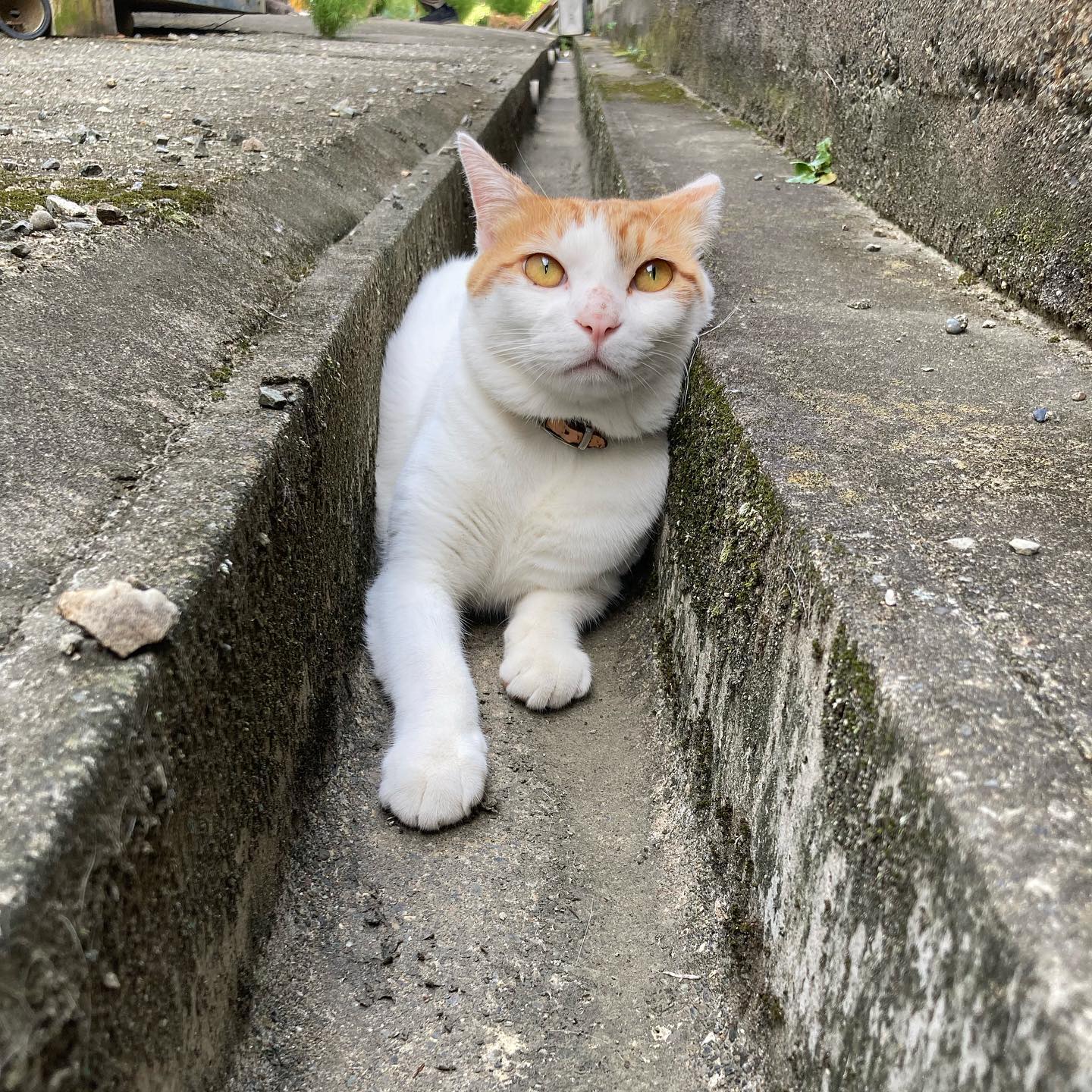 猫はまる Explore Facebook