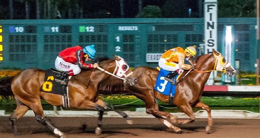 Q-Racing - Golden Boi, a homebred son of the Favorite... | Facebook
