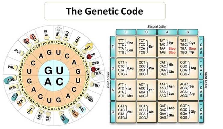 The Genetic Code... CHECK LINK IN... - Microbiology Notes | Facebook