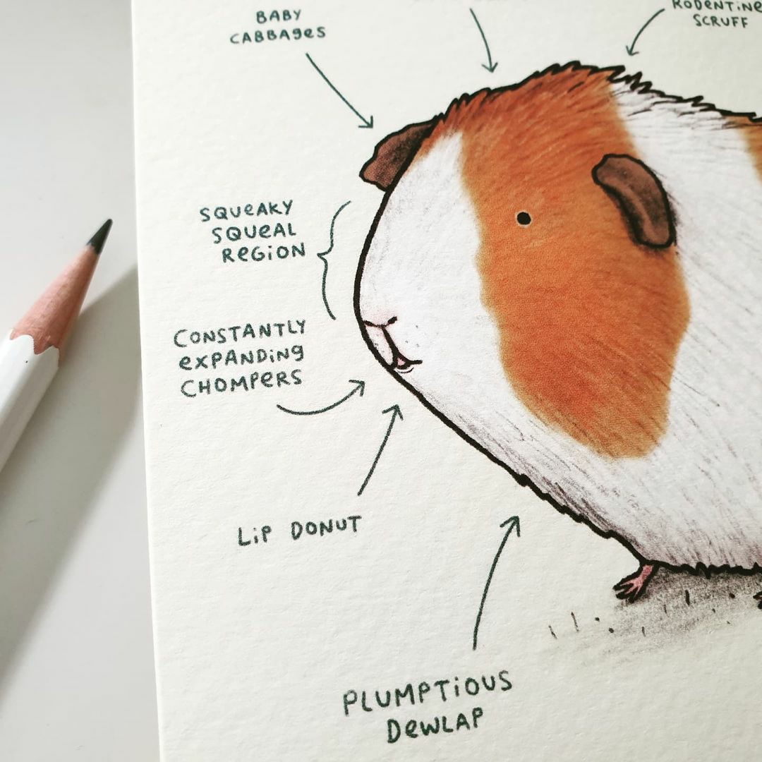 Wraptious - Anatomy of a Guinea Pig card by Sophie...