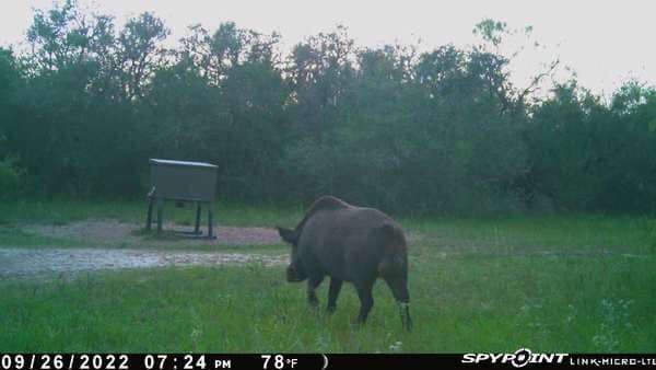 El Rey Ranch | Refugio TX