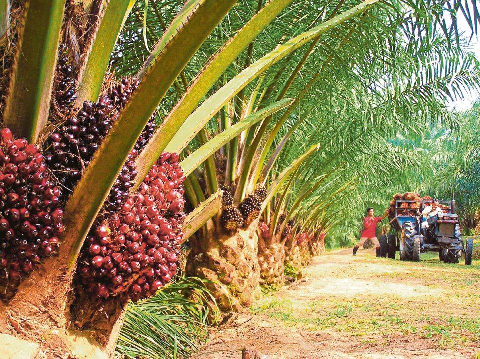 Pertubuhan Peladang Kawasan Rengit | Batu Pahat