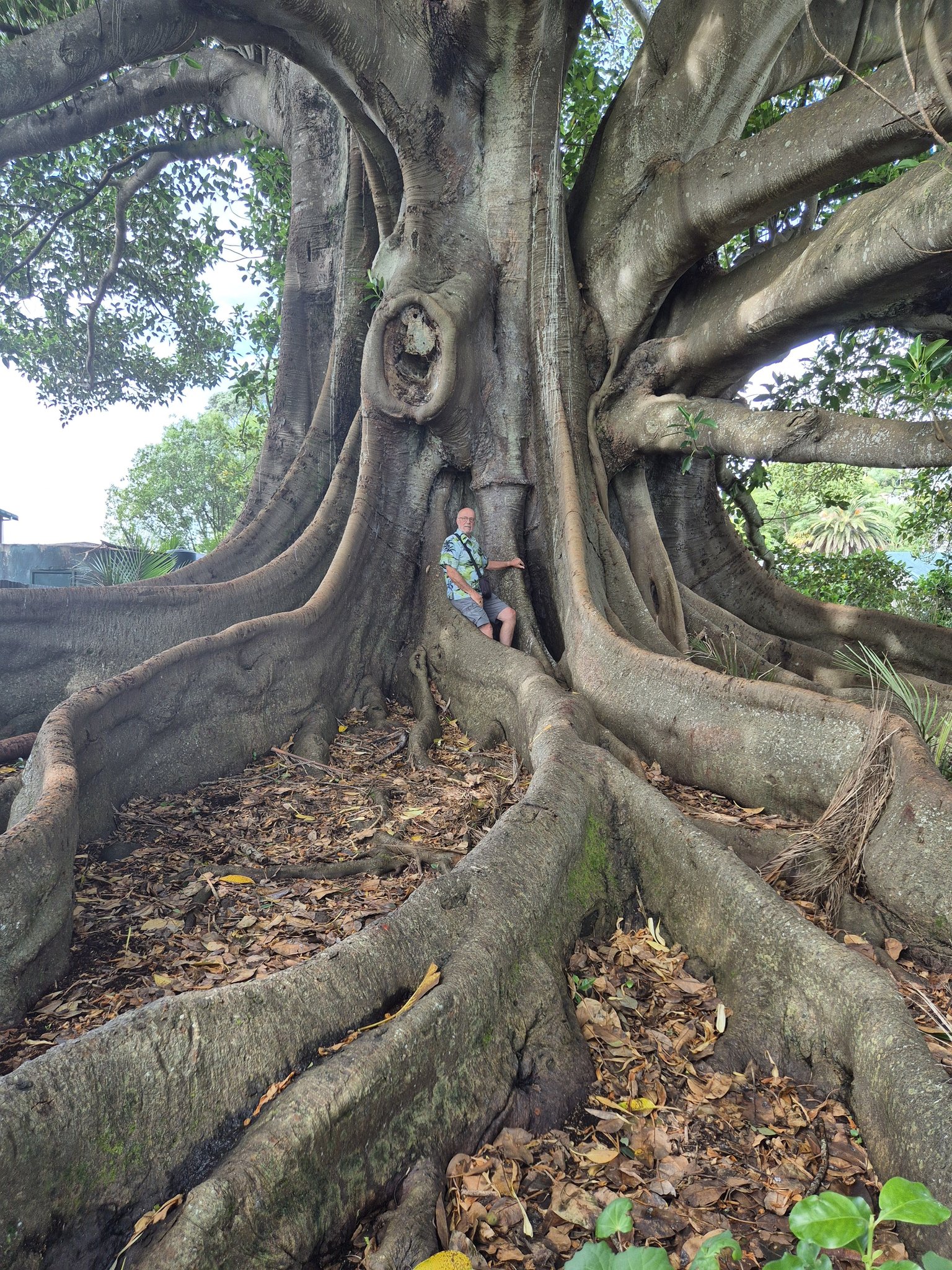 Big fig tree in Pahi, near Paparoa, North Island, New Zealand. | Facebook