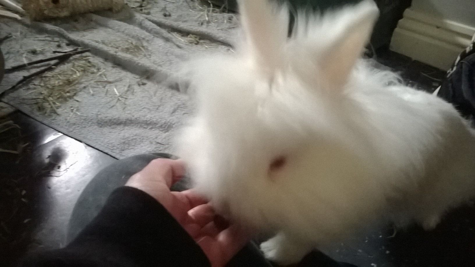 The Sale of Pet Neglect....... - Advocates For Rabbit Welfare