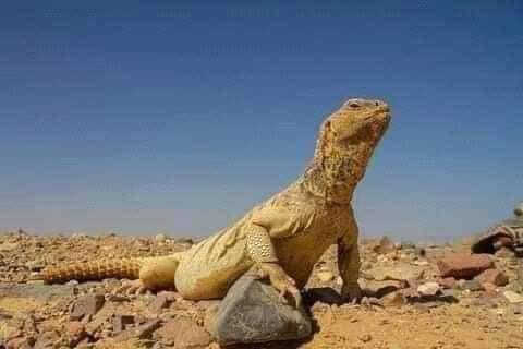 ده نوع من الزواحف واسمه الضب ،، ساب... - ميدياوي - MediaWay | Facebook