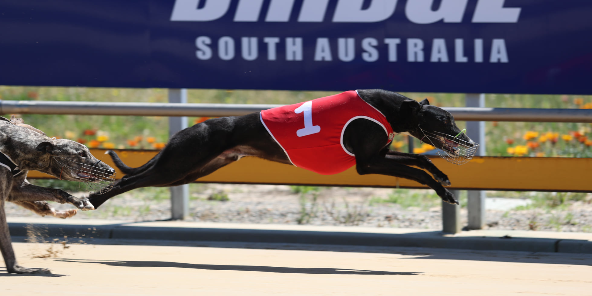 JUST IN! Just Us had... - Murray Bridge Greyhound Racing Club | Facebook