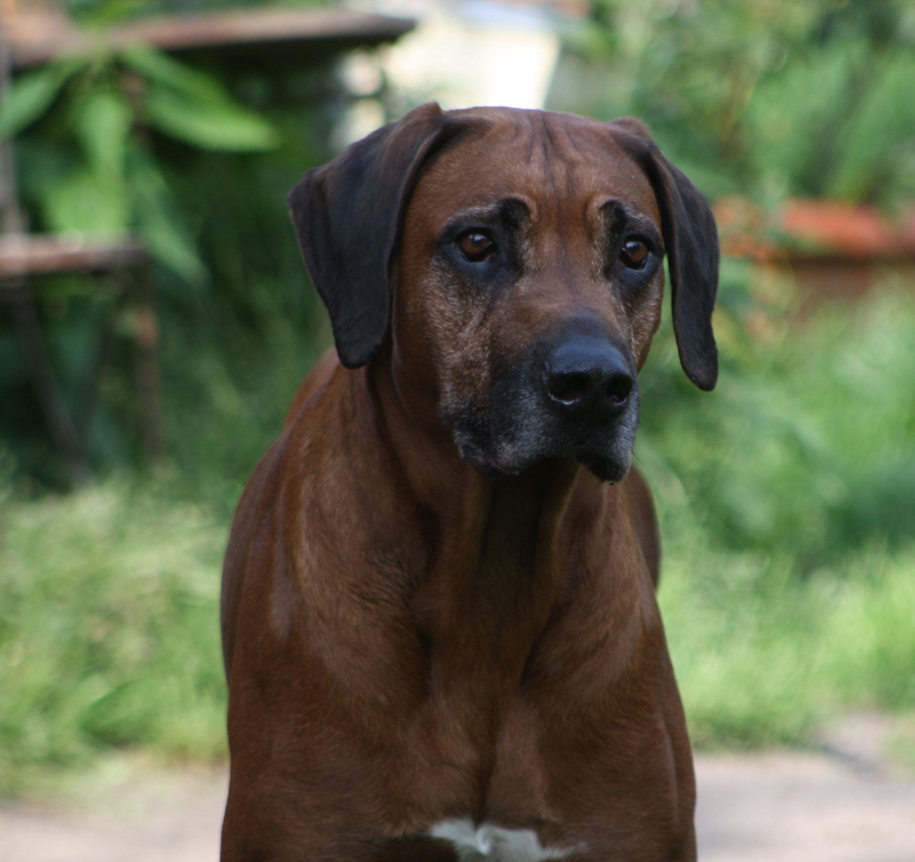 Rhodesian Ridgeback Kennel of Mombasa - Kwelanga