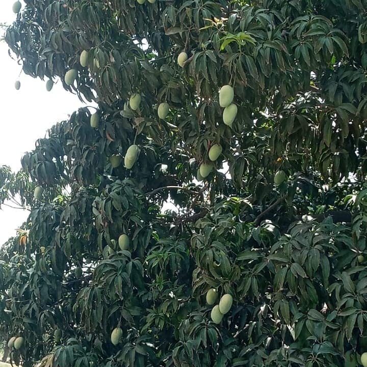 Aam Sultan | Multan