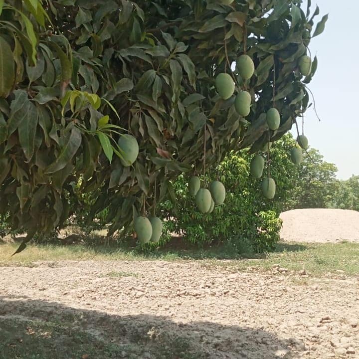 Aam Sultan | Multan