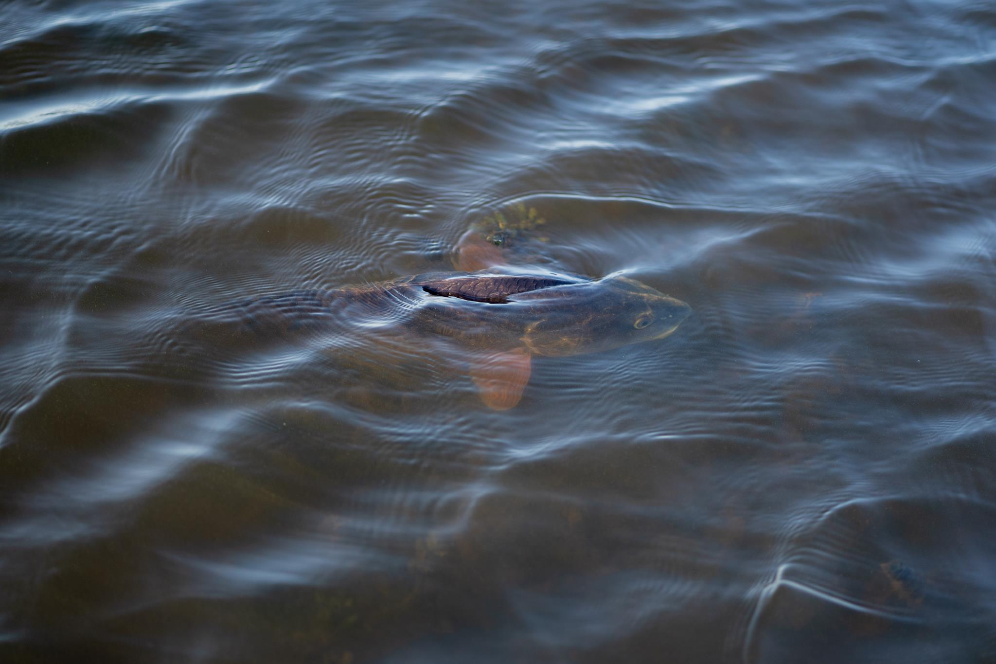 Parish Fishing