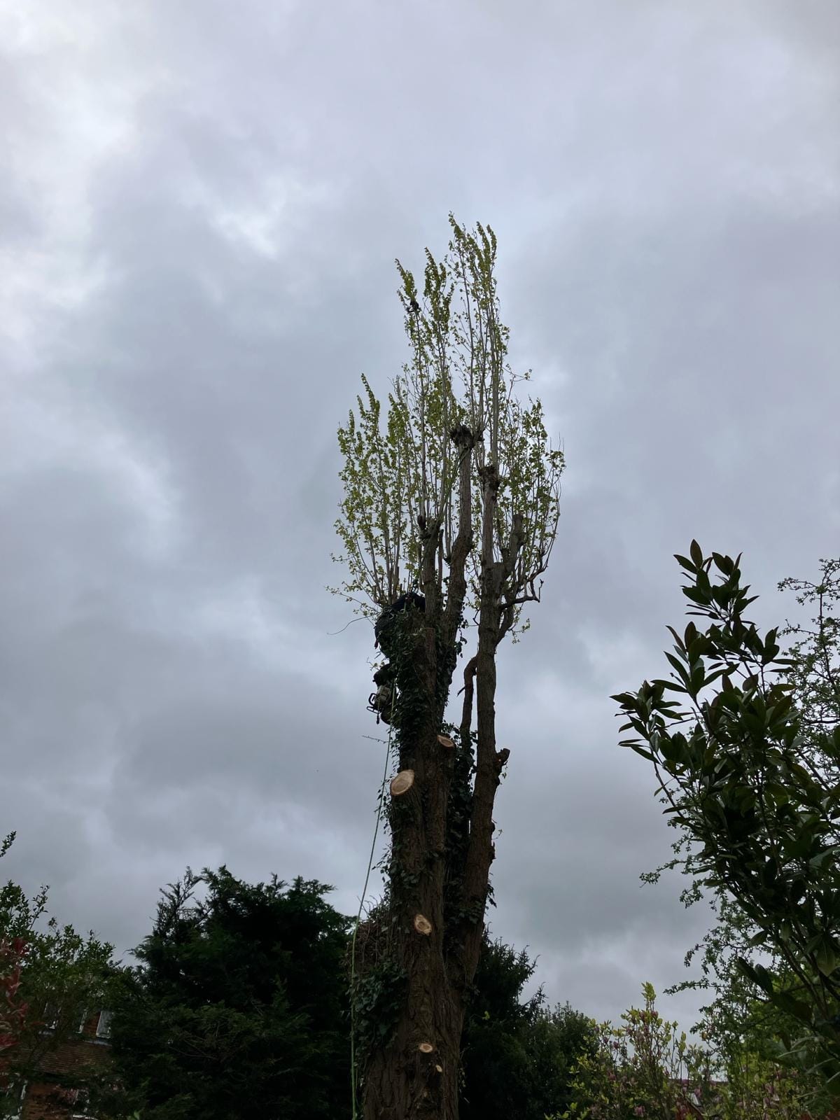 T & J Tree services | Maidenhead