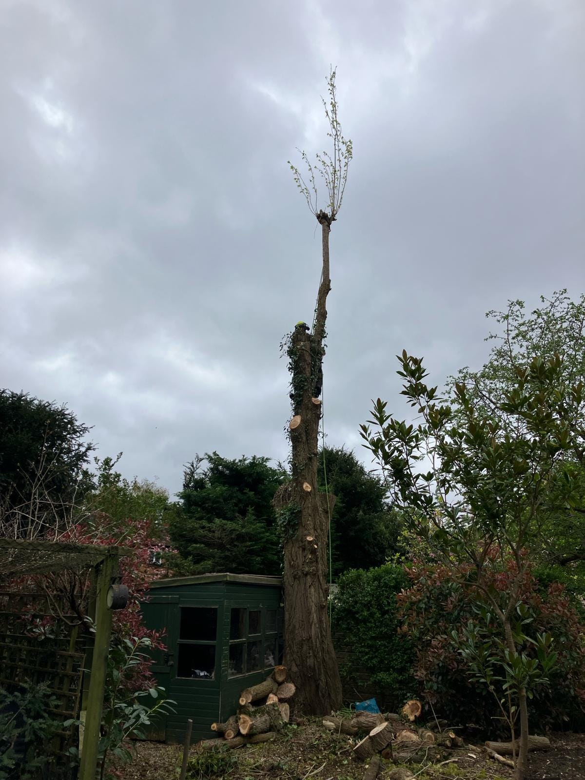 T & J Tree services | Maidenhead