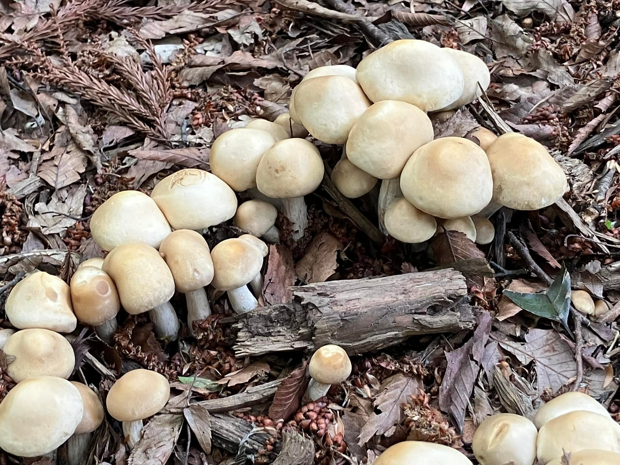 何か怪しいキノコ発見