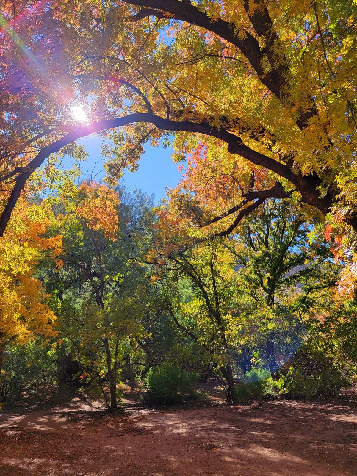 FOX 10 Phoenix - Let's enjoy those fall colors while we...