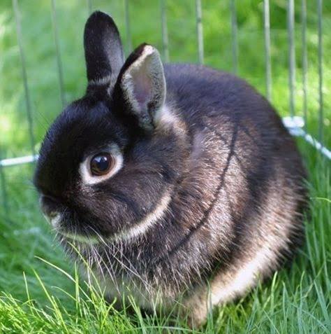 Malik Rabbits Farm