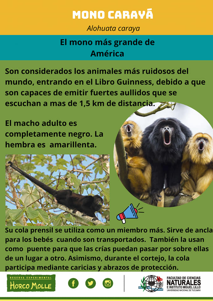 (MONO CARAYA) Estos son los... - Reserva Horco Molle | Facebook