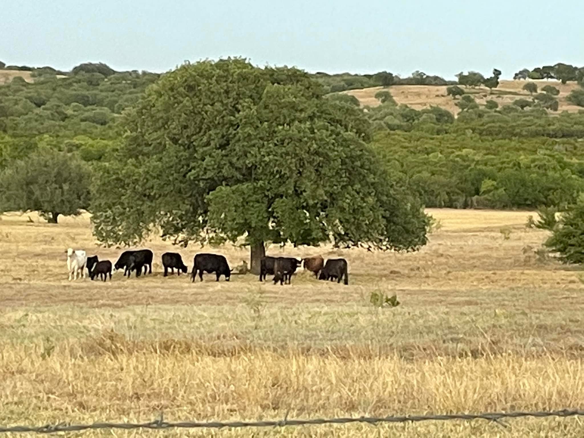 3P Family Ranch | Walnut Springs TX