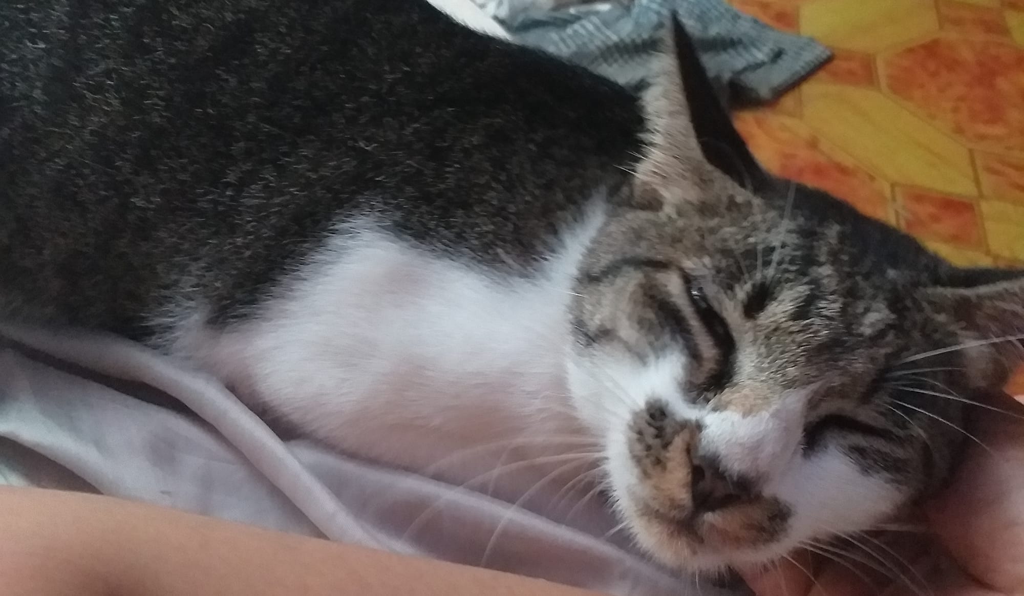 Cat - This is Hermes, my son Chill's first favorite cat. ♥️ He is a ...